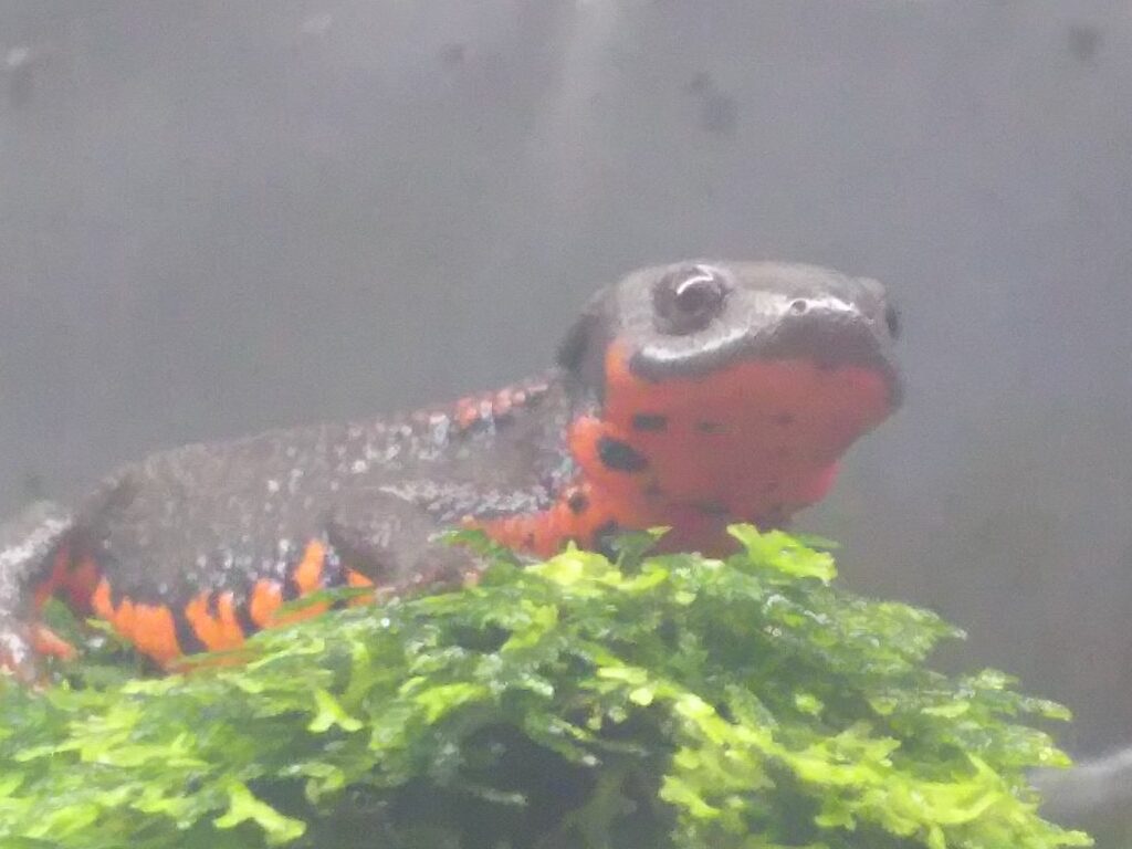 笑ってるイモリ